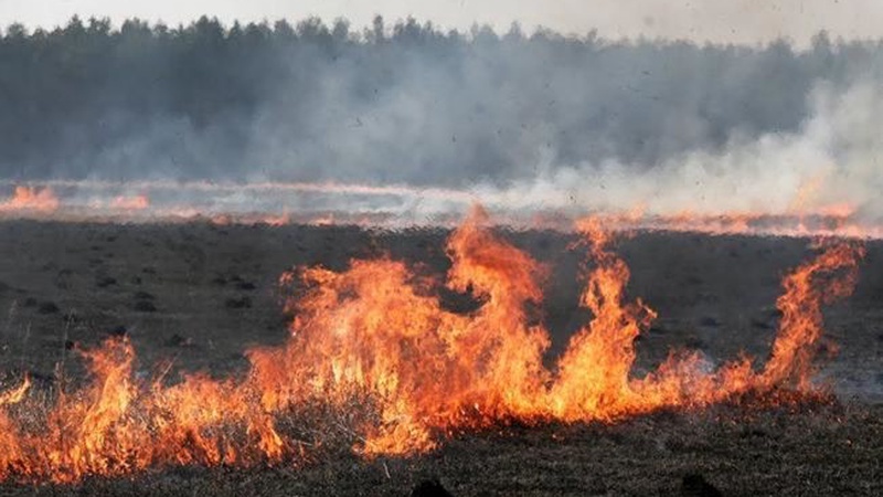 Шымкентте егістік алқабын өртеген екі адам жауапқа тартылды