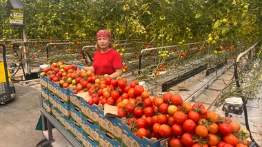 Алматыдағы жылыжай жылына 6 мың тонна көкөніс өсіреді