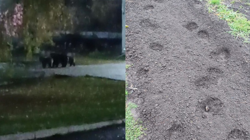 Боятся выйти во двор: медведи держат в страхе жителей Риддера