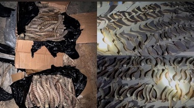 620 рогов сайги пытались незаконно вывезти из Казахстана в Китай