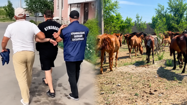 Ақмола облысында әкесі мен ұлы 77 бас жылқы ұрлады деген күдікпен ұсталды