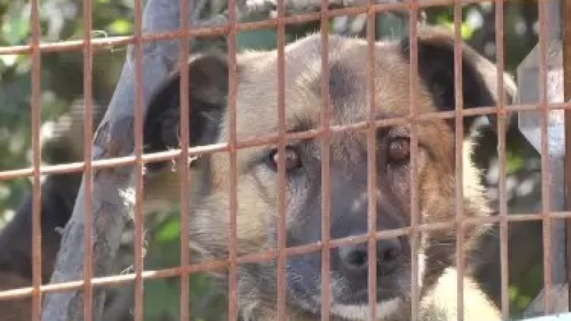 Истекающую кровью собаку нашли в квартире в Костанае: установлен подозреваемый