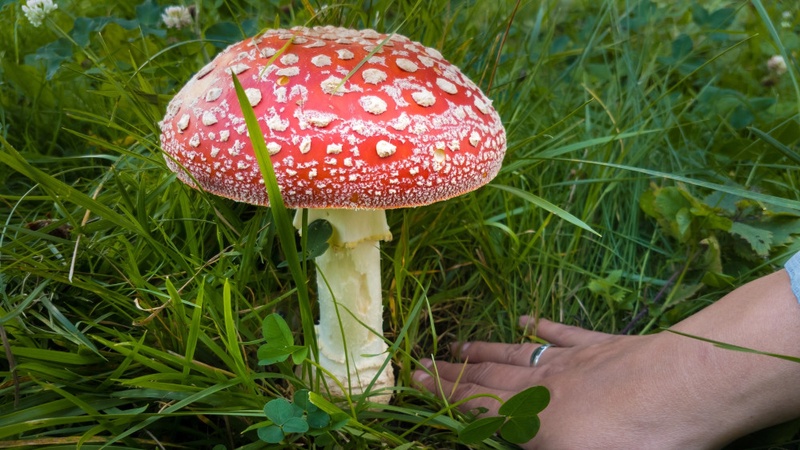 Қазақстандық әйел шыбынжұтпен тәжірибе жасап, өлім аузынан қалды