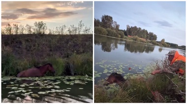 Двое суток простояла: спасатели вызволили лошадь из водного плена в Северном Казахстане
