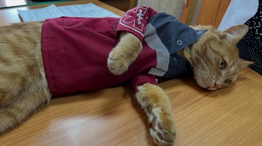 Жылу іздеп келген мысық дәрігерлер арасынан үй тапты: Бензиннің оқиғасы