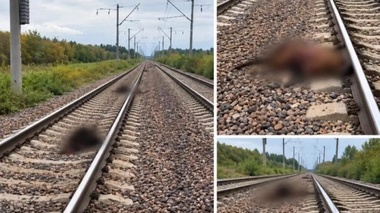 Ақмола облысында пойыз 13 бас малды қағып кетті