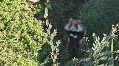 Необычного грызуна засняли на видео в Астане