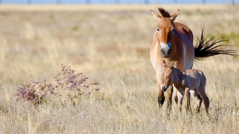 Ботай и Тұмар: как выглядят жеребята лошади Пржевальского в Казахстане